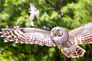 Lazy Owl Image
