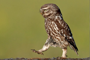 Lazy Owl Image